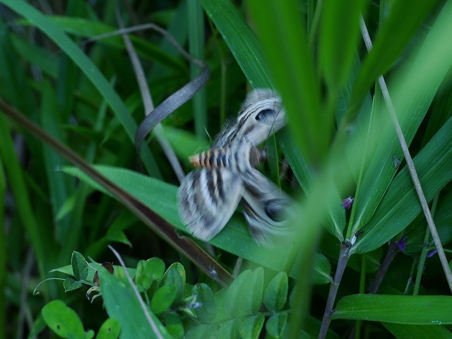 d0088184_22104389.jpg