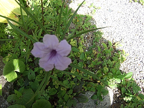 e0086885_10112855.jpg