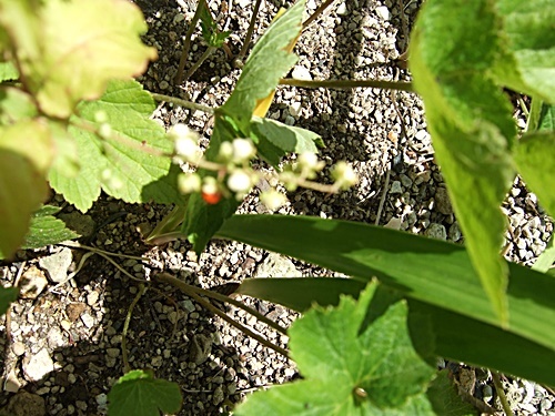 e0086885_10365118.jpg