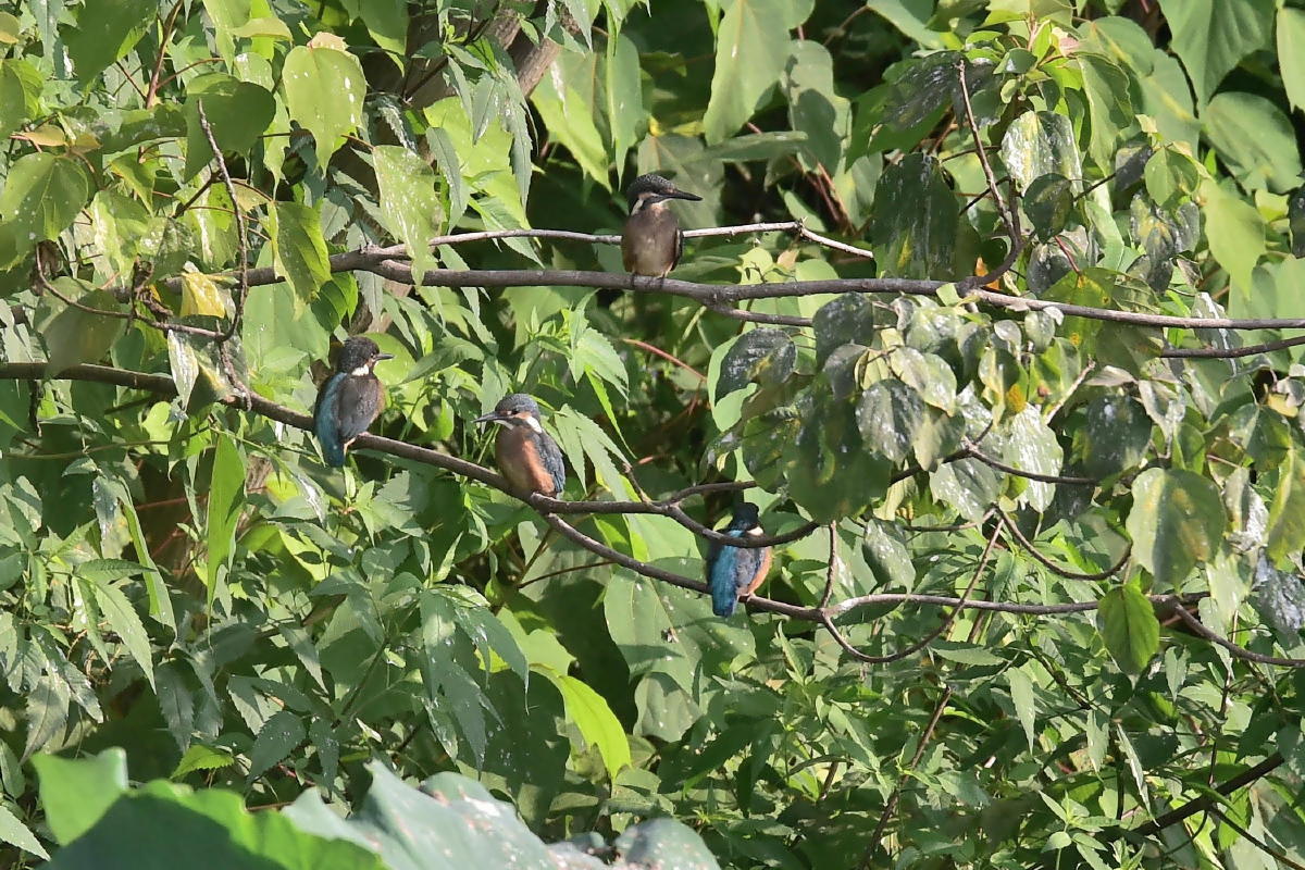 c0144588_18024540.jpg