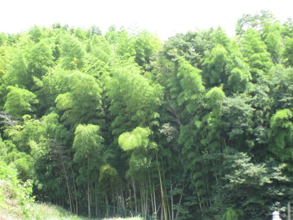 f0010195_18592432.jpg
