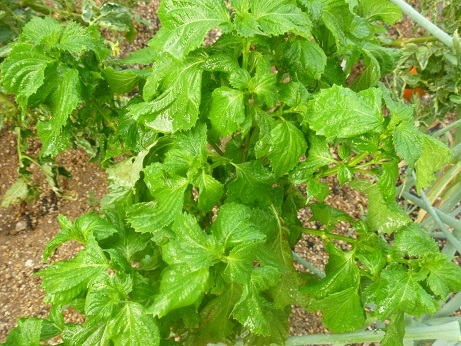 f0373098_23180629.jpg