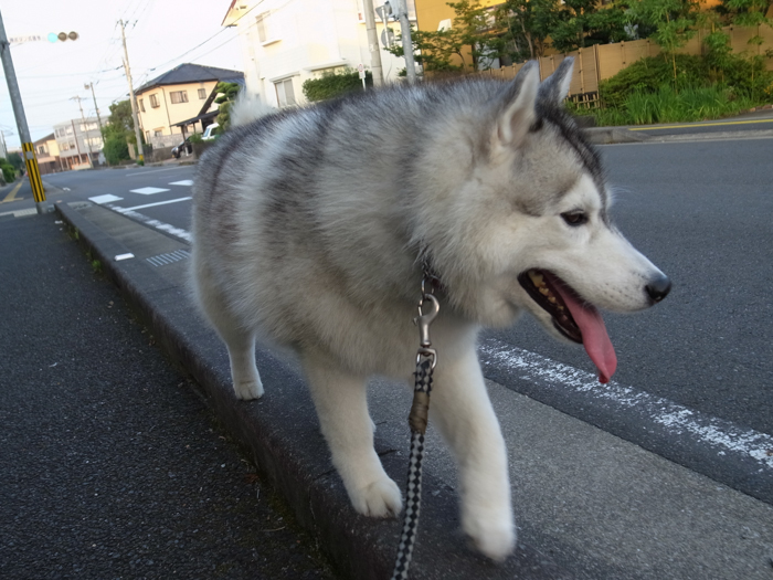 c0049299_22090399.jpg
