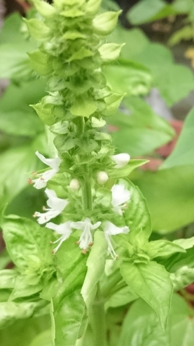 e0351303_20585325.jpg