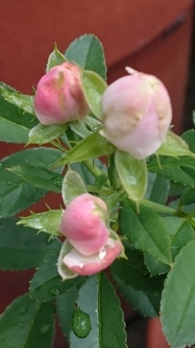 e0351303_21005794.jpg