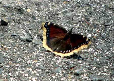 e0001110_10223951.jpg