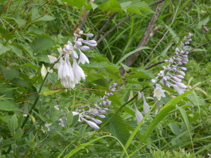 f0219710_19145494.jpg
