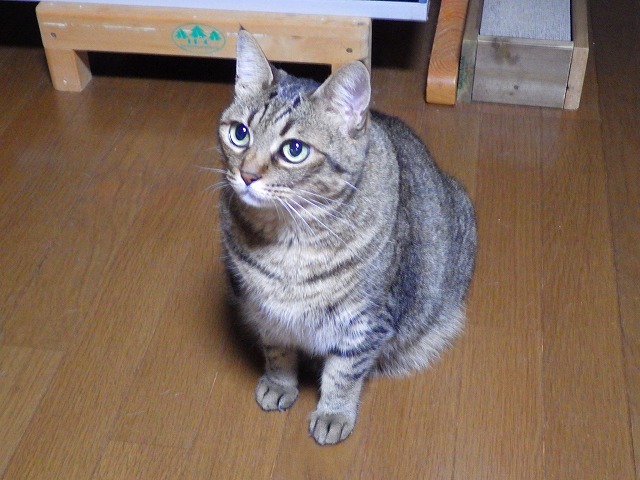 a0337237_15301541.jpg