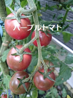 d0306248_17263327.jpg