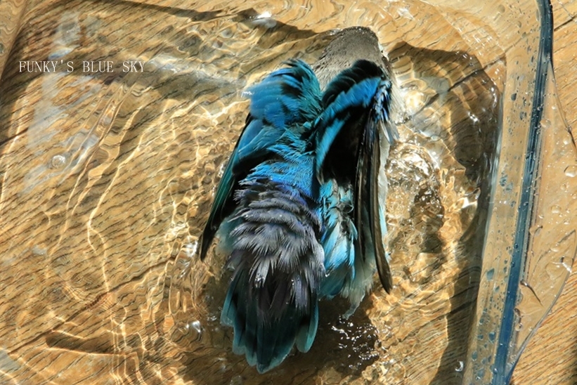 c0145250_09442092.jpg