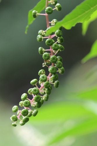 a0248459_15295790.jpg