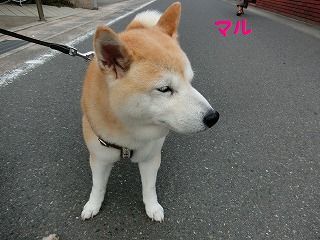d0353074_18174189.jpg