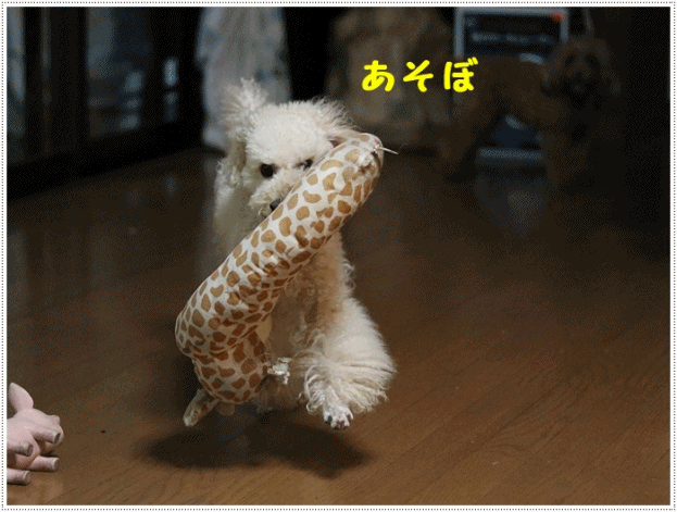 b0175688_21201727.gif