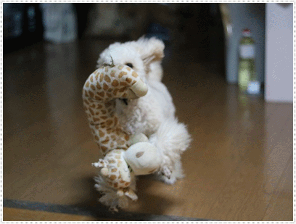 b0175688_21202133.gif