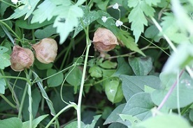 e0354596_17080149.jpg