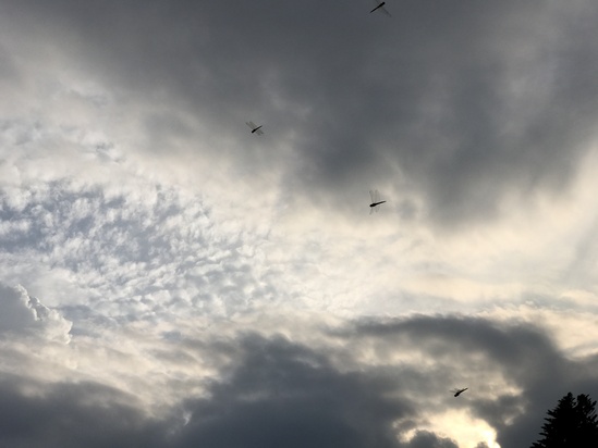 c0212604_17552875.jpg
