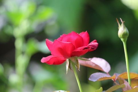 f0325309_11272871.jpg