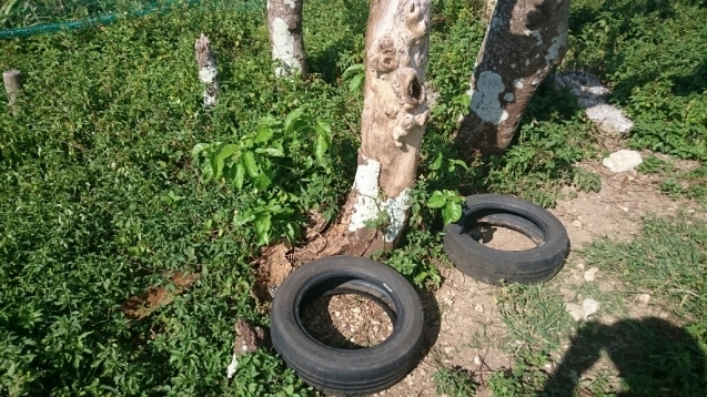e0267926_09365559.jpg