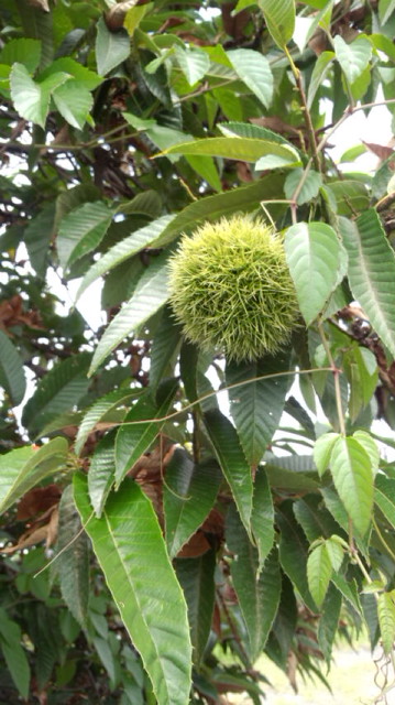 b0094029_6255757.jpg