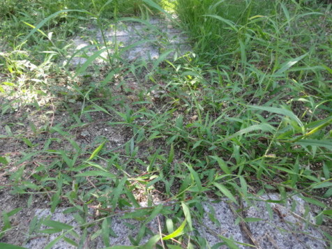 f0142733_20453997.jpg