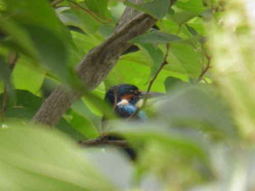 c0338136_15100535.jpg