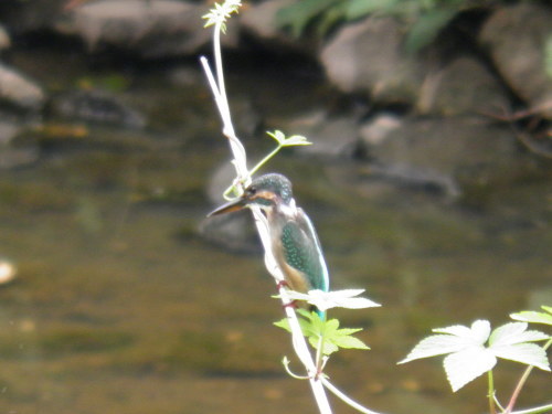 c0338136_15152100.jpg