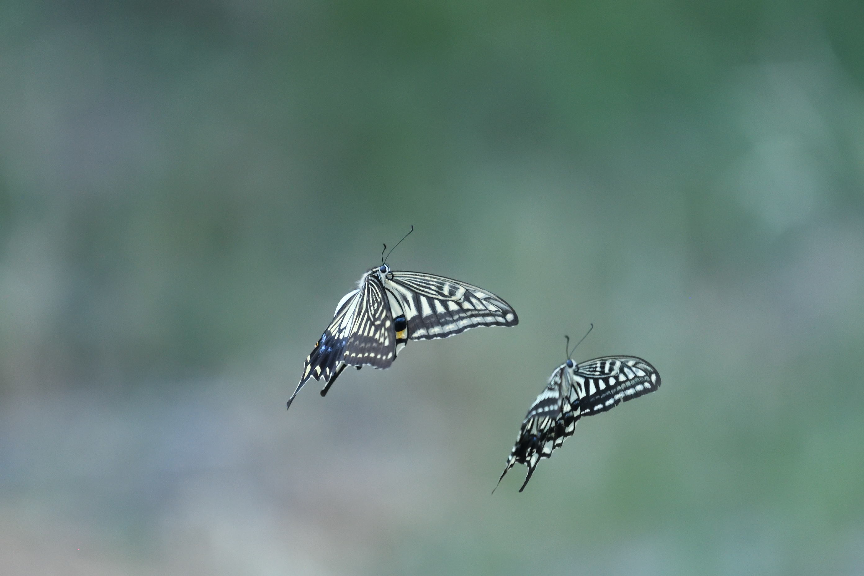 d0285540_20000697.jpg