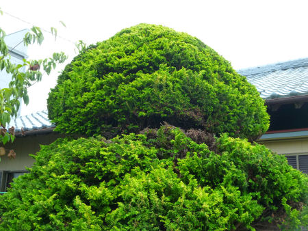 b0002549_10303916.jpg