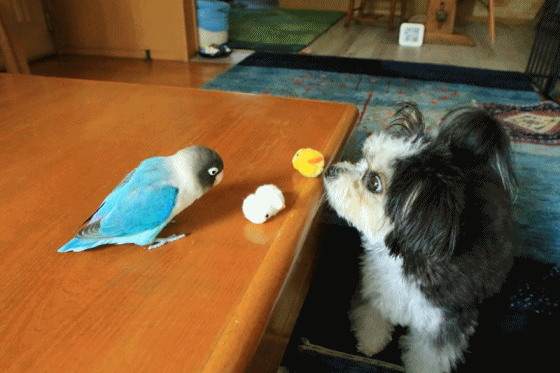c0145250_14022880.gif