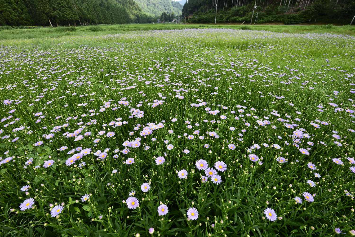 d0286954_17280231.jpg