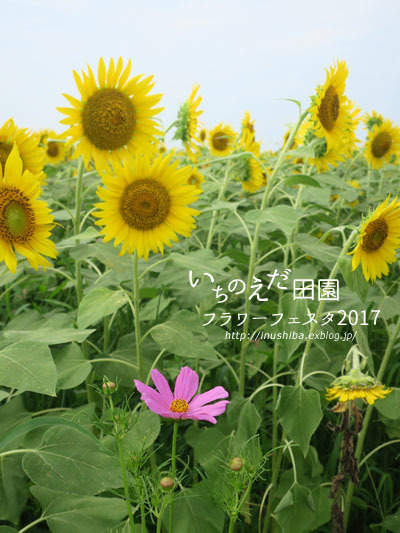 a0286855_08141577.jpg