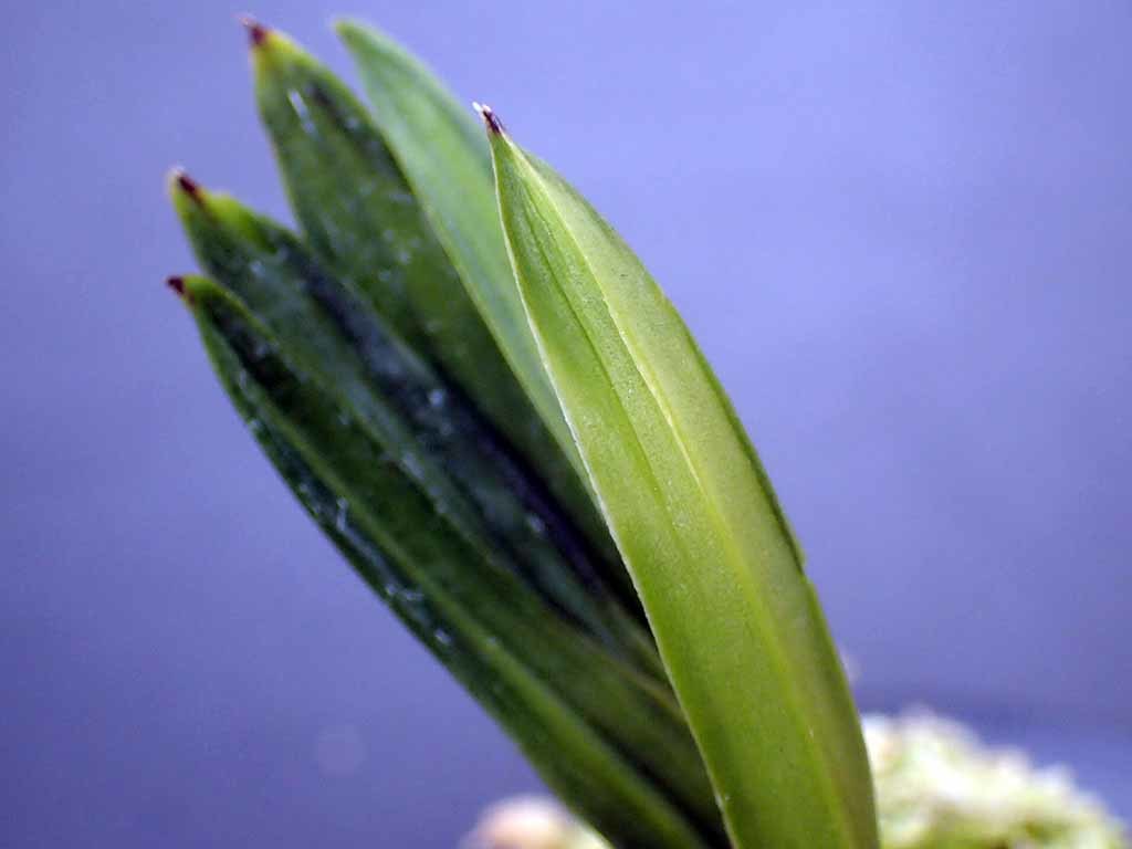 e0363198_11522726.jpg