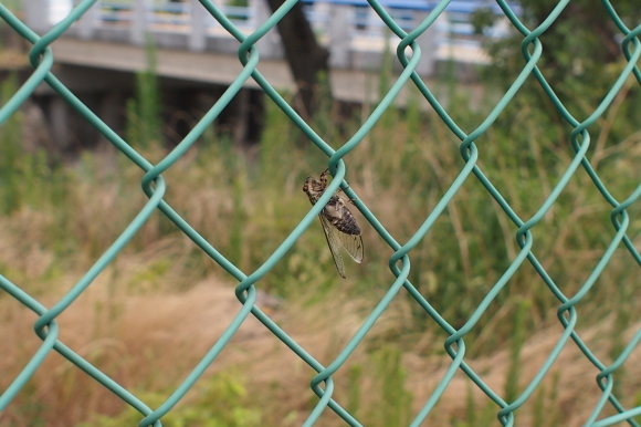 d0071507_14320020.jpg