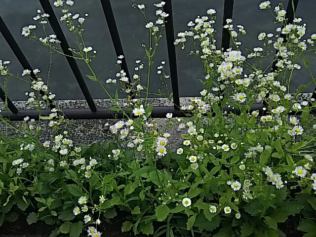 f0235318_10084759.jpg