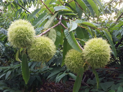 e0016828_10184939.jpg