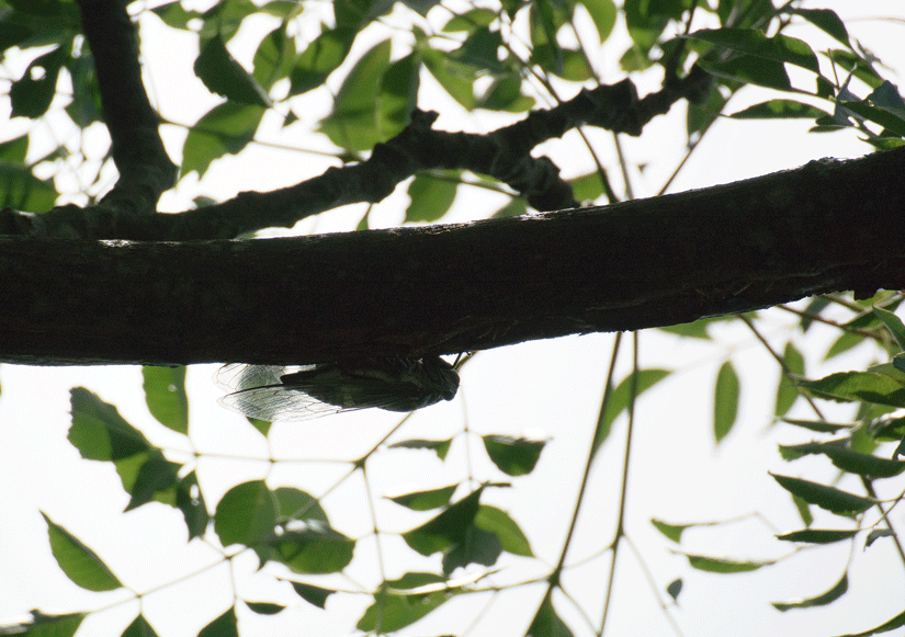 a0126632_07471348.gif