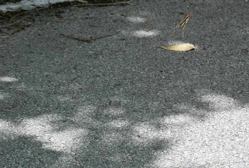 a0126632_08154883.gif