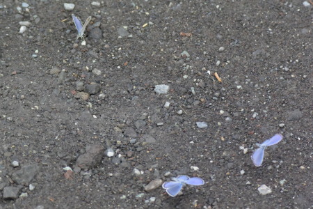 c0353632_12582117.jpg