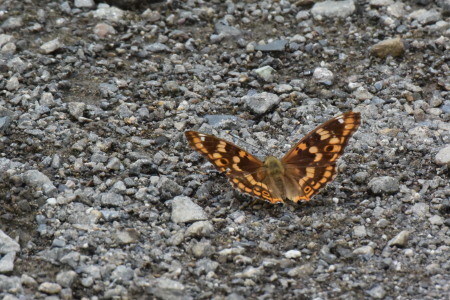 c0353632_13113544.jpg