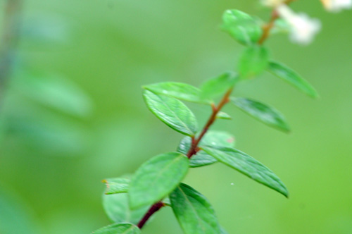 c0049537_16422262.jpg