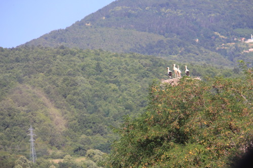 c0011649_08032142.jpg