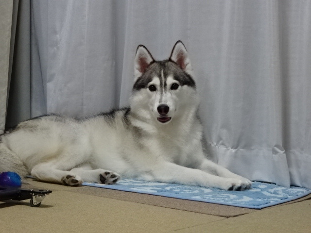 a0241761_15333205.jpg