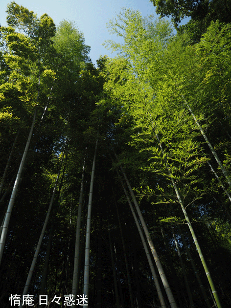 e0346064_13432286.gif