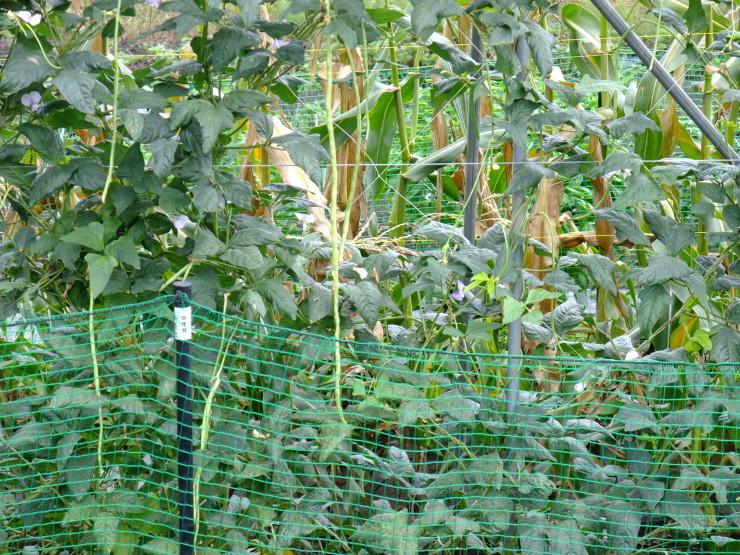 d0225575_15492587.jpg