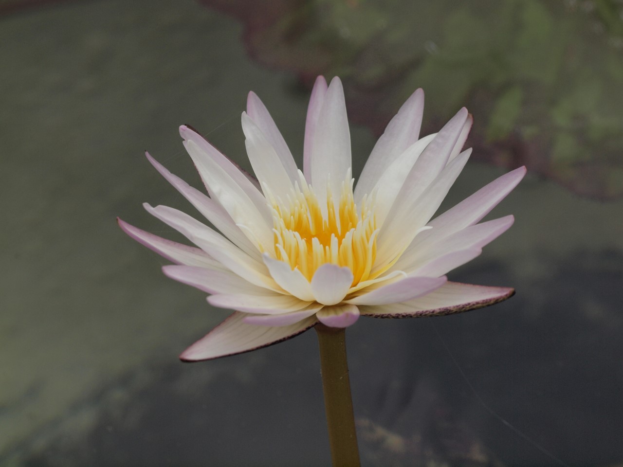d0054276_19501645.jpg