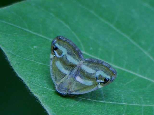 d0088184_21472544.jpg
