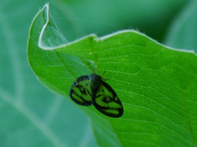 d0088184_21474539.jpg