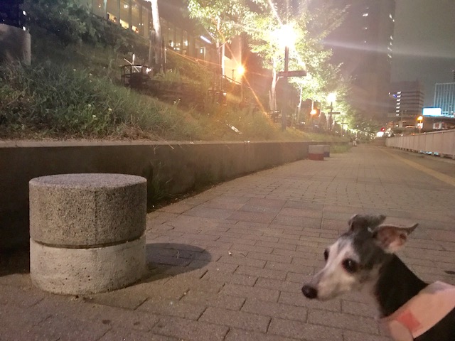 a0050302_250369.jpg