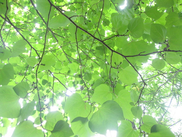 c0152002_18052340.jpg