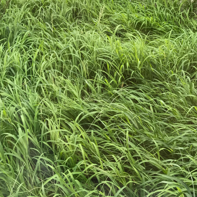 e0366207_07512910.jpg